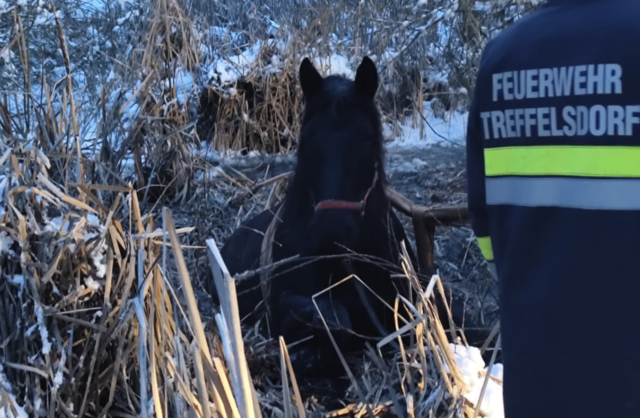 In Treffelsdorf kam es zu einem tierischen Rettungseinsatz. | Foto: Feuerwehr Treffelsdorf