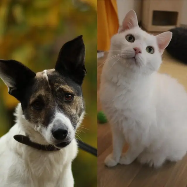 Beorn und Narkoz warten im Tierheim Mentlberg auf ein neues Kapitel in ihrem Leben – mit Ruhe, Verständnis und ganz viel Herz. | Foto: Tierschutzverein Tirol