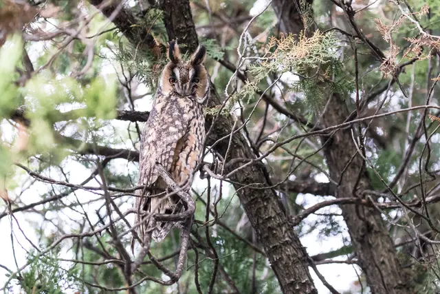 Waldohreule | Foto: Flora Bittermann/Symbolfoto