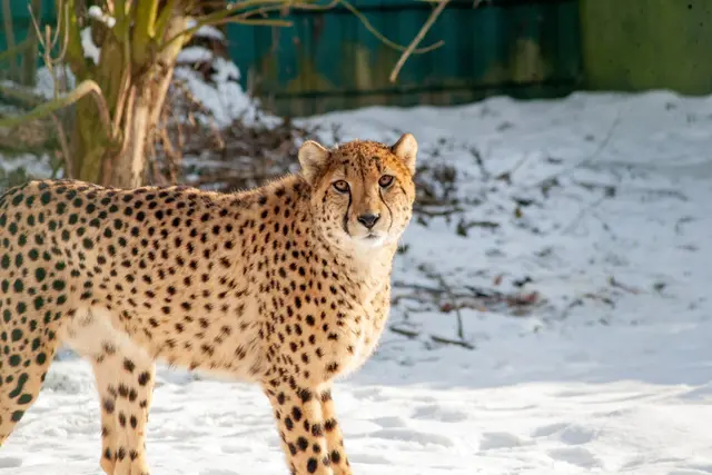 Der letzte Neuzugang im Zoo Salzburg: Gepard Visoke. | Foto: Zoo Salzburg/Jasmin Kiener