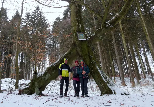 Naturwunder "Kreuzbuche": Zwei Buchen sind in der Mitte zu einem Kreuz zusammengewachsen.