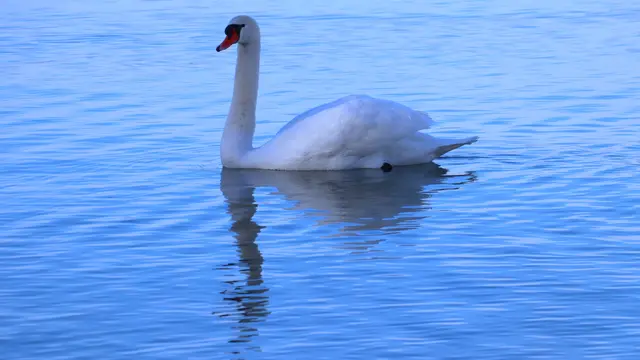 Nur mehr selten sieht man Schwäne am See.