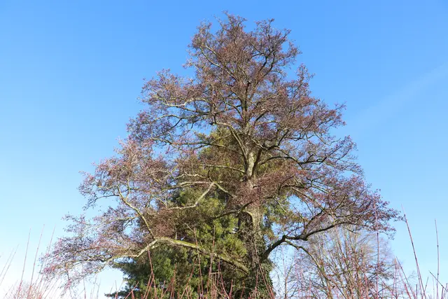 ...eine Freude war dem Gezwitscher der Vögel zuzuhören, die in diesen riesigen Bäumen versteckt waren.
