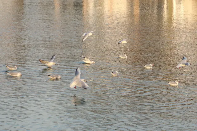 ...dafür sieht man viele Möwen.