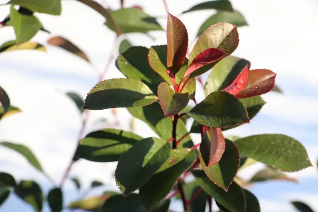 ...angestrahlt hat mich dieser Strauch aus dem Schnee.