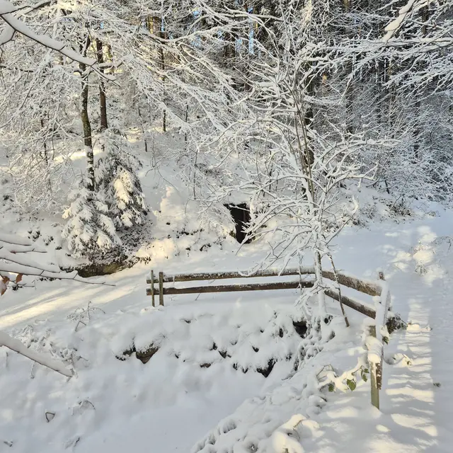 Wintermärchenwald in Amesbach, Baumgartenberg | Foto: Brigitte Käferböck