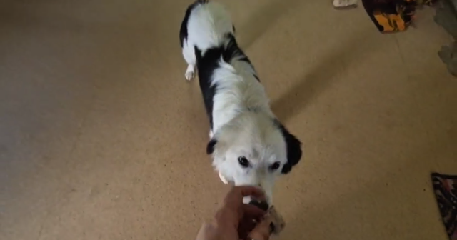 Foto: Tierheim Ternitz