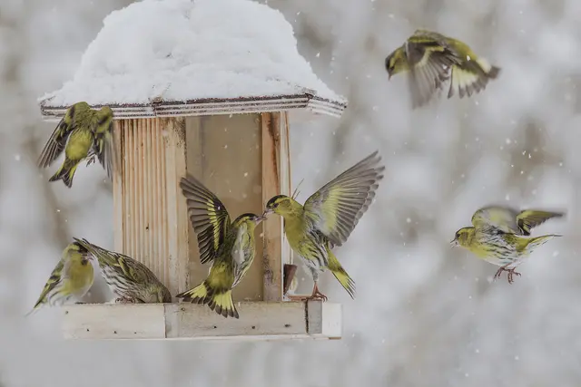 Erlenzeisige | Foto: Dietmar P.jpg