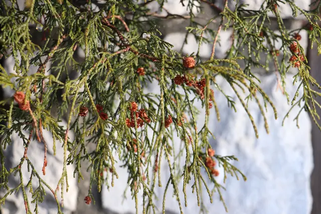 ...zum Abschluss noch was "GRÜNES" für EUCH und MICH
und ein liebes DANKE für`s begleiten.