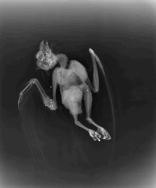 Röntgenbild Waldohreule | Foto: Sandra Lohninger