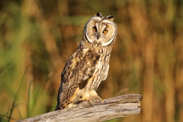 Waldohreule | Foto: Patrick Mösinger/Symbolfoto