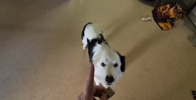 Foto: Tierheim Ternitz