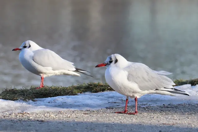 ...wir warten auf ?
MICH natürlich...🤭
