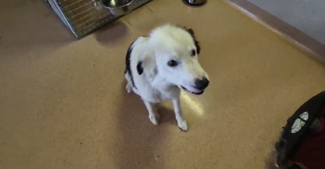 Foto: Tierheim Ternitz