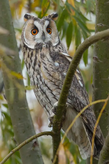 Wie alle wildlebenden Vogelarten ist auch die Waldohreule im Burgenland geschützt. | Foto: Peter Friecer/Symbolfoto