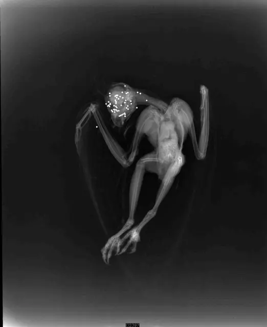 Einer der Waldohreulen wurde in den Kopf geschossen, das Röntgenbild zeigt über 50 Schrotkugeln. | Foto: Sandra Lohninger