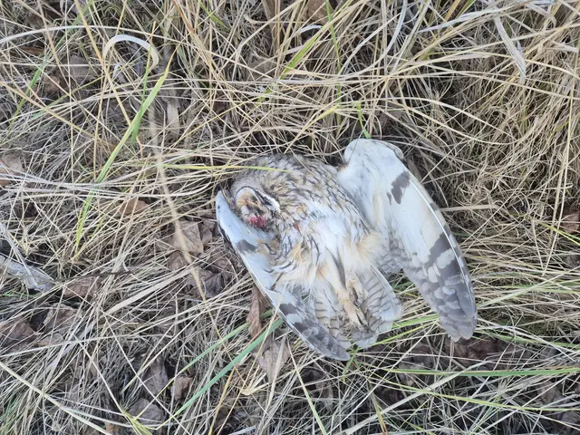 BirdLife erstattete Anzeige wegen Tierquälerei gemäß § 222 des Strafgesetzbuches sowie wegen eines Verstoßes gegen das burgenländische Jagdgesetz. | Foto: BirdLife Österreich