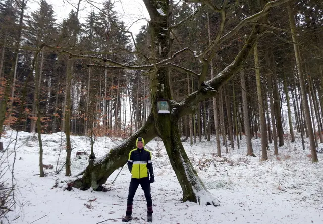 Naturphänomen "Kreuzbuche": Zwei Buchen sind in der Mitte zu einem Kreuz zusammengewachsen.
