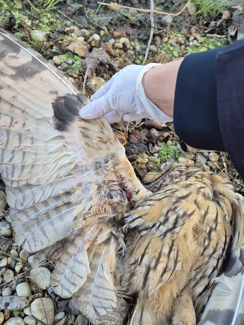 Tierquäler gesucht: Zwei Waldohreulen wurden Ende November am Rand eines Teiches im Gemeindegebiet von St. Andrä am Zicksee tot aufgefunden. | Foto: BirdLife