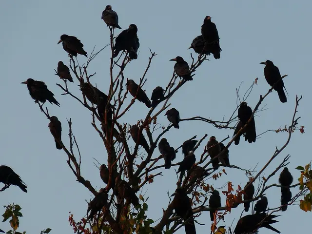 Viele der Jungvögel schließen sich in der kalten Jahreszeit zu sogenannten Jungtrupps zusammen | Foto: Pixabay