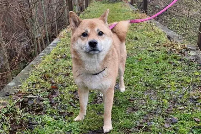 Teddy – sensibler Shiba Inu sucht sicheren Einzelplatz.  | Foto: Dechanthof