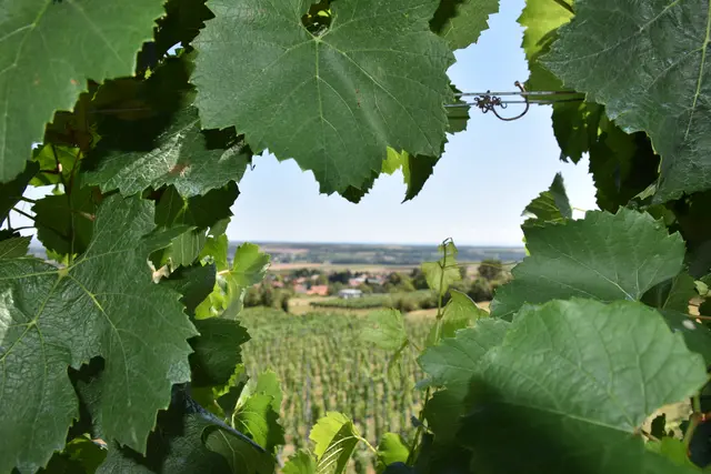 Weinreben im Sommer | Foto: Alexandra Goll