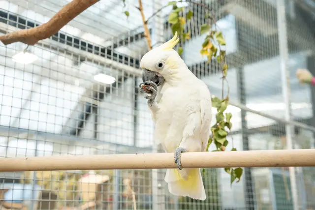 Bei den Papageien handelt es sich meist um gerettete Tiere.  | Foto: Valentina Marinelic/MeinBezirk