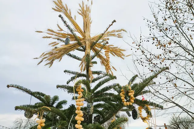 Aus dem Christbaum wurde ein Futterbaum für Vögel. | Foto: Sylvia Kremsner