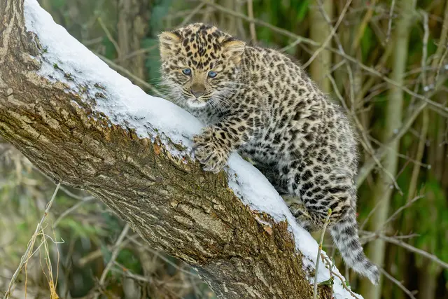 Tiergarten Schönbrunn freut sich über den Nachwuchs bei den Amurleoparden. | Foto: Daniel Zupanc
