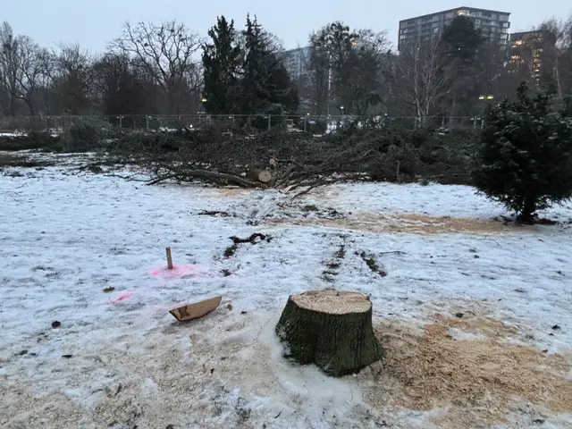 Unzählige Bäume fielen im Laufe des Tages im Schweizergarten.  | Foto: Mathias Kautzky/MeinBezirk