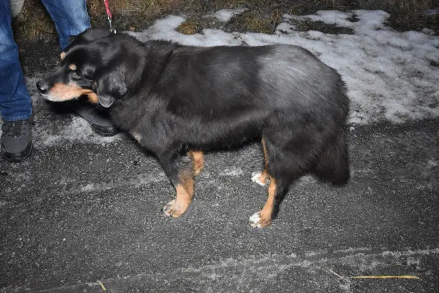 Hündin Gina und der Lenker des Fahrzeuges wurden bei dem Vorfall Gott sei Dank nicht verletzt.  | Foto: ZOOM-Tirol