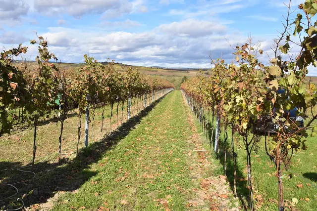 Typische Weinviertler Weingärten | Foto: Alexandra Goll