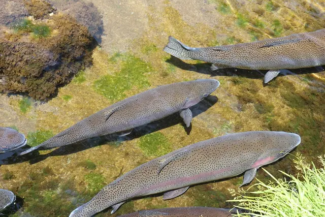 Forellen werden bei Tierversuchen in Österreich verwendet.  | Foto: Copyright: Samueles, Pixabay