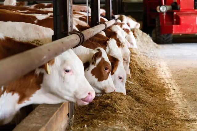 Heimisches Rindfleisch hat innerhalb der EU den niedrigsten CO2-Fußabdruck – unter anderem aufgrund der großteils verwendeten Zweinutzungsrasse „Fleckvieh“. © Land schafft Leben