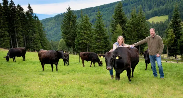 Evelyn und Martin Darman aus dem Lavanttal verwöhnen ihre Wagyu Rinder regelrecht. | Foto: Foto Gutschi 