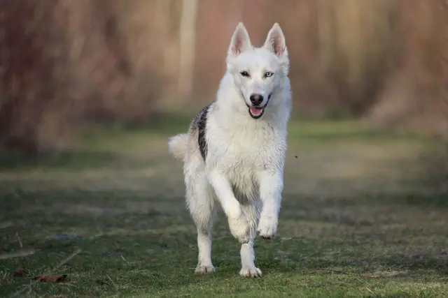 Dieser vierjährige Husky/Australian Shepherd-Mischling wurde in St. Marein erschossen.  | Foto: Privat