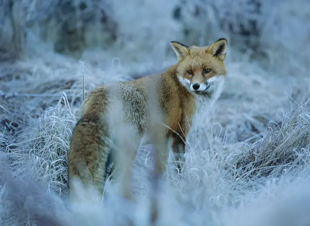 Viele der Füchse leiden an der Fuchsräude und Fuchsstaupe. | Foto: Panthermedia/moodboard