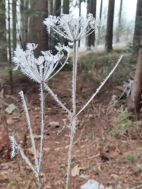 Zart und hübsch... | Foto: I.Wozonig