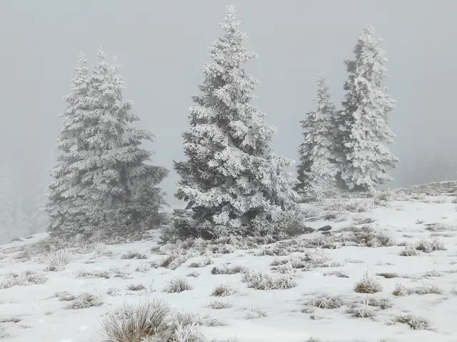 Majestätisch präsentieren sich Bäume im Winterkleid... | Foto: I.Wozonig