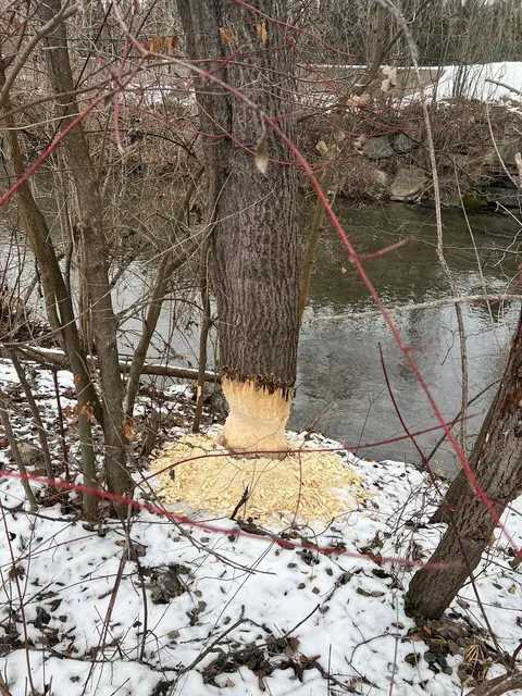 Da war ein Biber am Ufer der Kainach besonders fleißig, er fraß mehrere Bäume an. | Foto: FF Krems