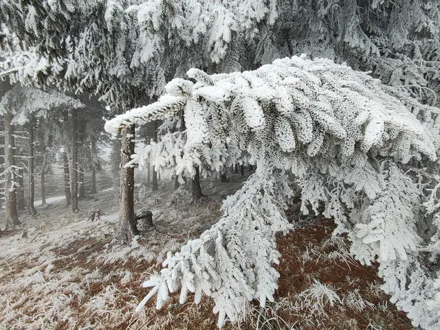 Die Äste scheint das Gewicht nicht zu stören... | Foto: I.Wozonig 