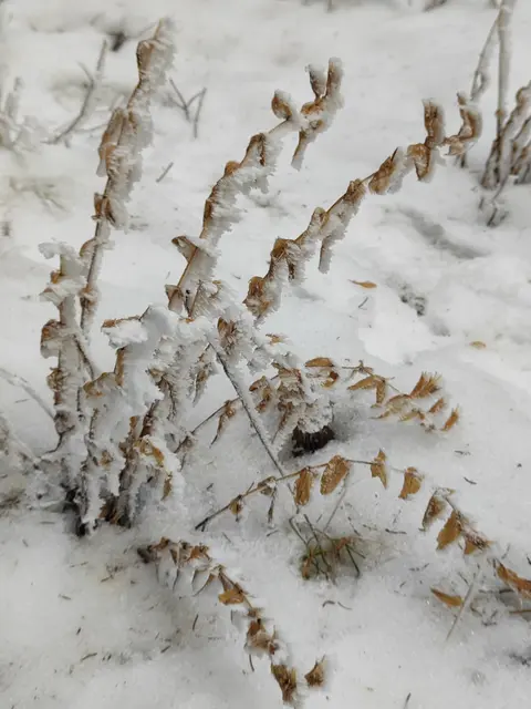 Sogar der verblühte Schwalbenwurzenzian ist verziert...  | Foto: I.Wozonig