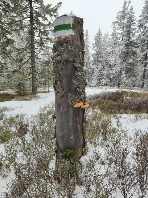 Im Weg hinunter lässt der Nebel dann nach... | Foto: I.Wozonig 
