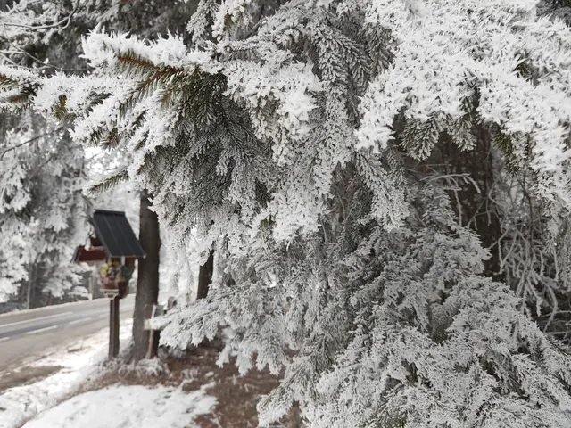 Dichter Raureif bekleidet die Bäume... | Foto: I.Wozonig 