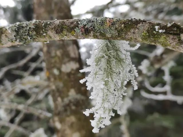 Auch die Flechten haben einen Reifmantel bekommen.... | Foto: I.Wozonig