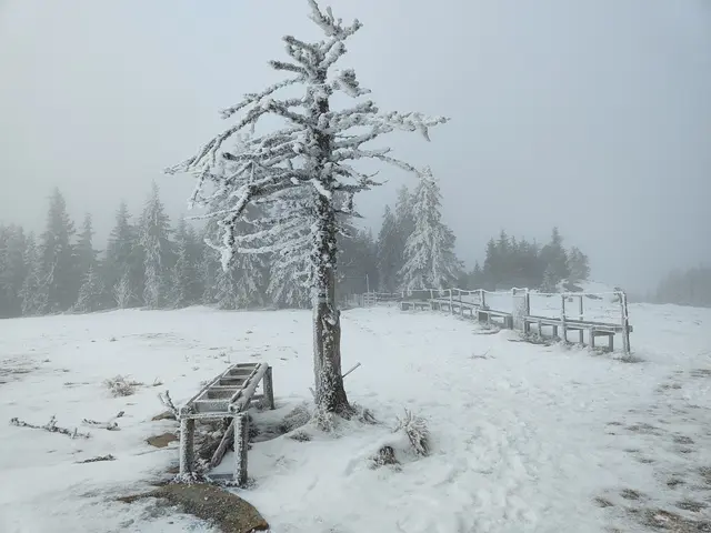Auf der Wiese tummelt sich im Sommer viel Weidevieh... | Foto: I.Wozonig 