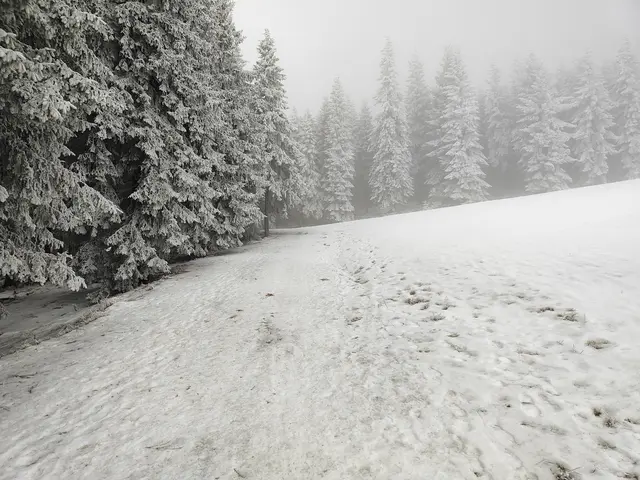 Nach Überquerung der Wiese geht's auf einem Waldweg weiter... | Foto: I.Wozonig 