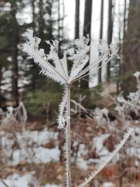auch die Pflanzen werden verziert... | Foto: I.Wozonig