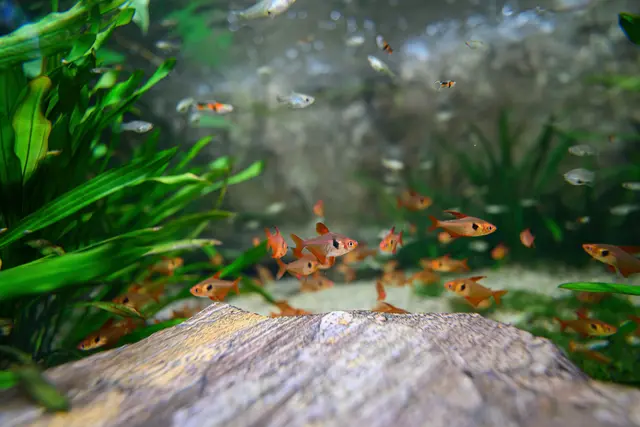 Bei den Fischen ist das Zählen eine echte Herausforderung – schließlich sind die kleinen Tiere ständig in Bewegung. | Foto: Haus des Meeres