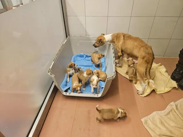 Vor allem Hunde haben es der Mitarbeiterin des Tierquartiers angetan. | Foto: Tiequartier Wien